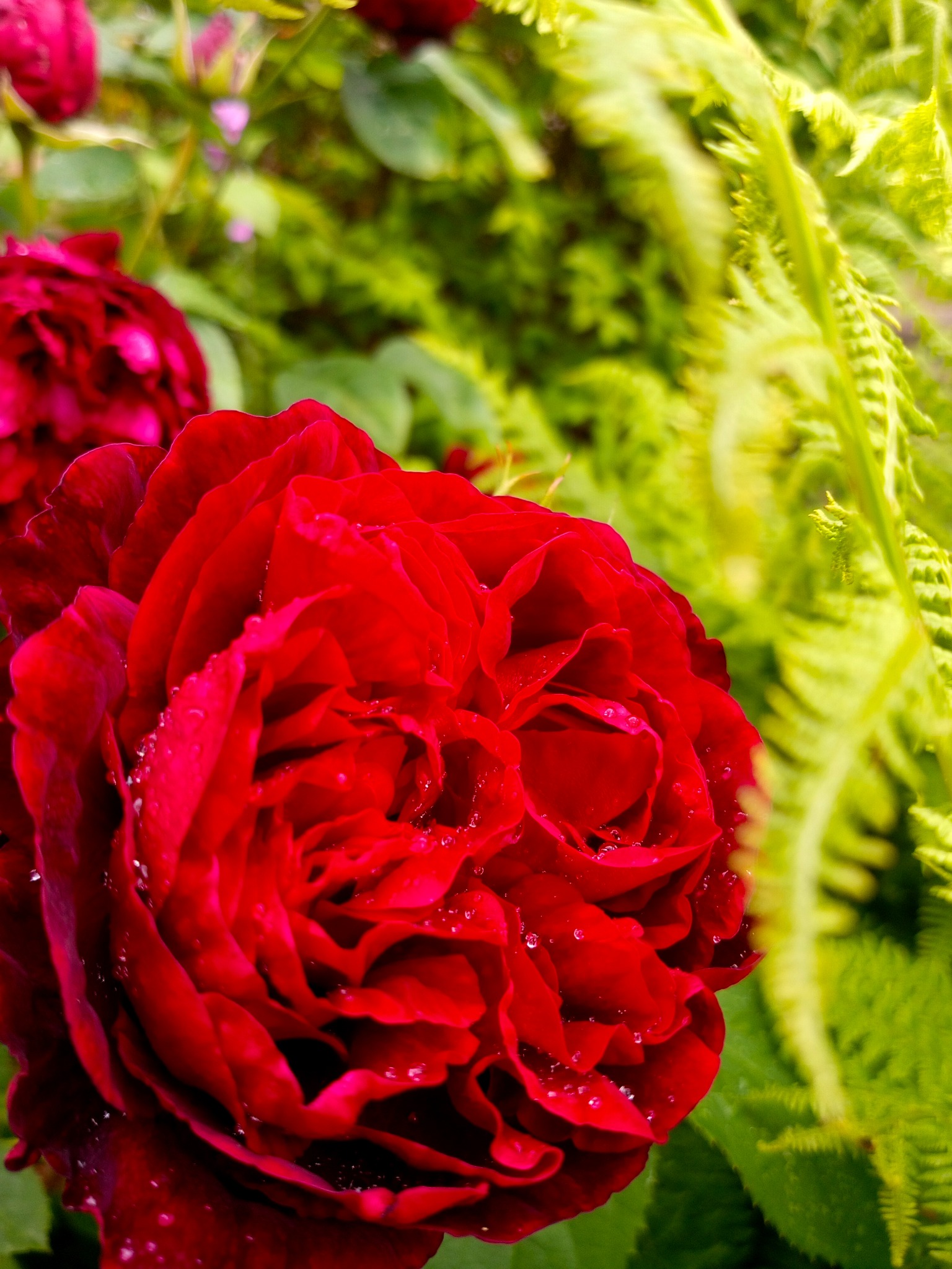Enduring Beauty
